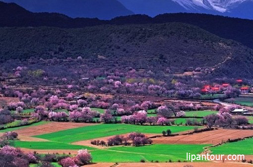 <b>又是三月桃花季，唯有西藏全景游雙臥12日可升級(jí)臥飛，雙飛</b>