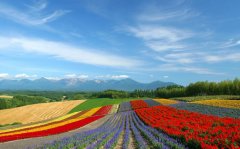 漫步花海-北海道、小樽、函館、洞爺湖豪華5日