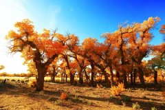 額濟(jì)納星空木屋-茶卡鹽湖